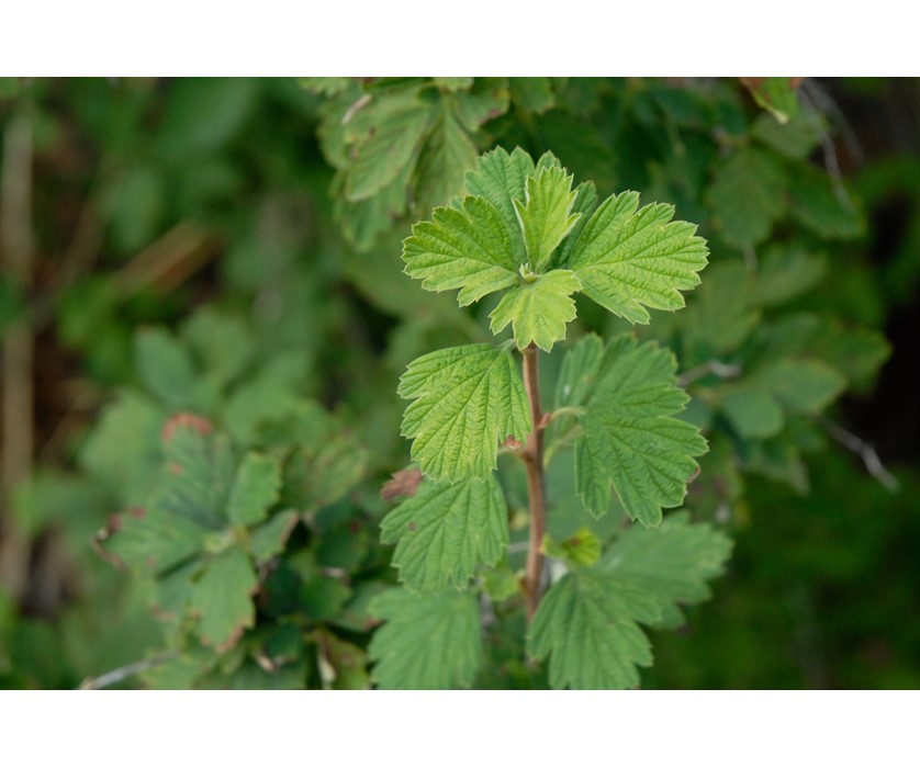 Rock Spirea